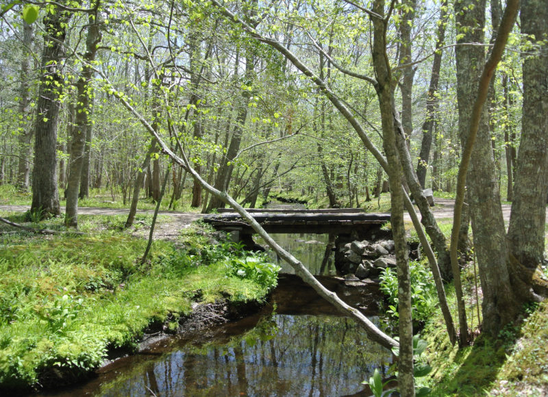 A wooden bridge over the calm waters of Dundery Brook at Wilbour Woods in Little Compton