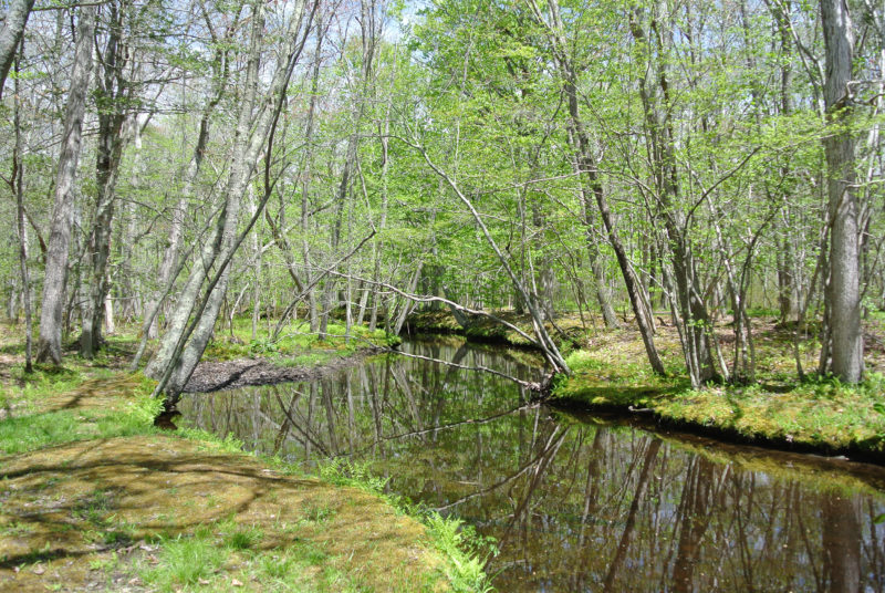 The flat waters of Dundery Brook at Wilbour Woods in Little Compton