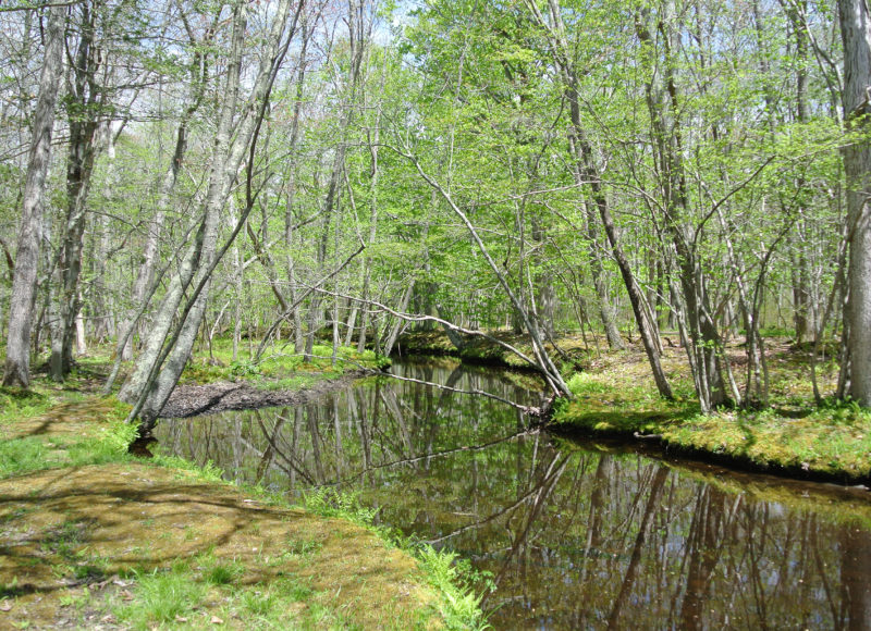 The flat waters of Dundery Brook at Wilbour Woods in Little Compton