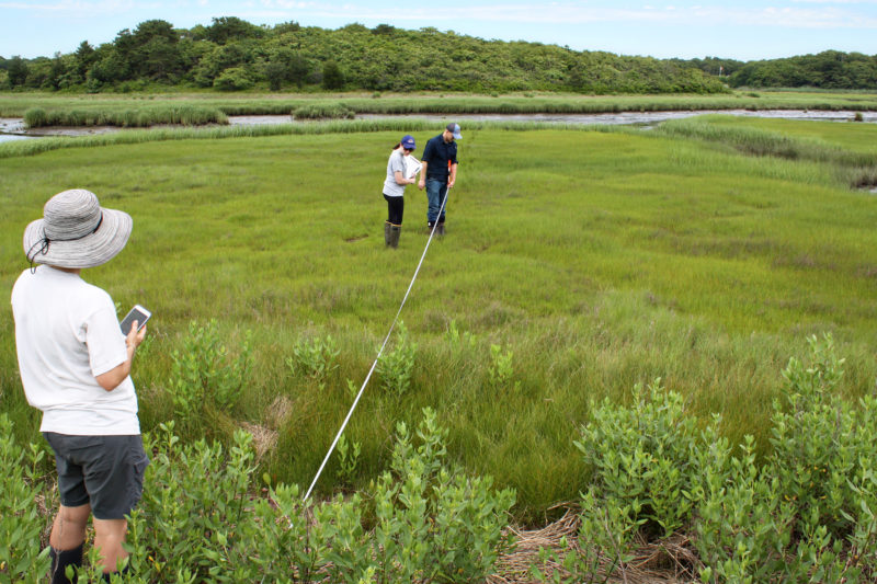 Two people extending a long line into a salt marsh