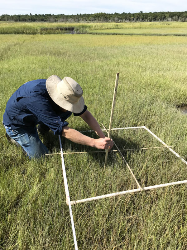 A man in a hat holding a measuring stick up to marsh plants