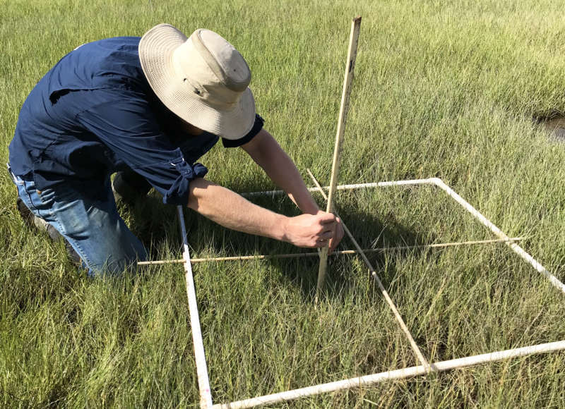 A man in a hat holding a measuring stick up to marsh plants