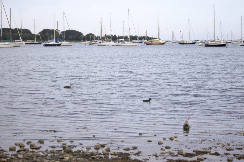 Sailboats and several birds on the waters of Apponagansett