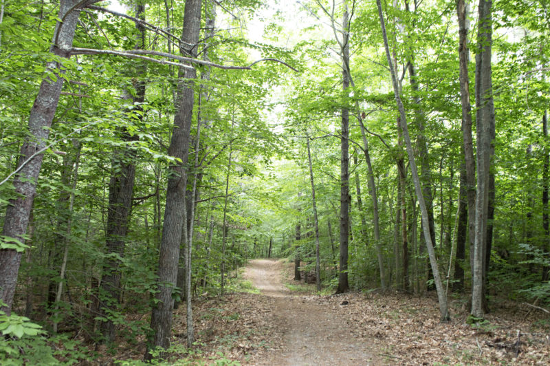 A wide dirt path through tall green trees