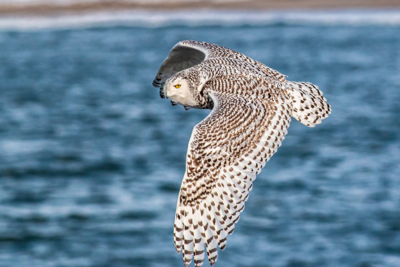 Snowy owl flying by water at Gooseberry Island