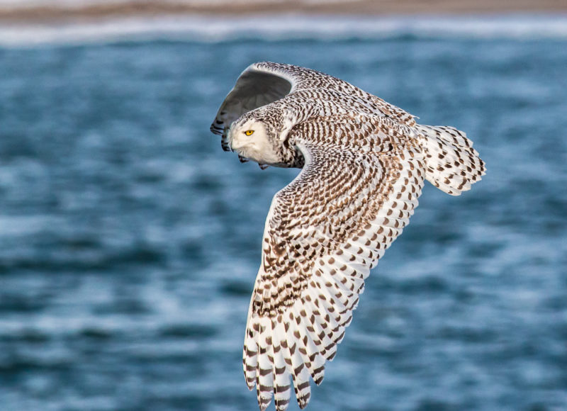 Snowy owl flying by water at Gooseberry Island