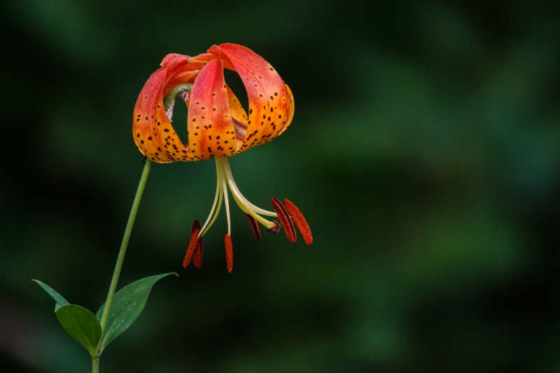 Orange flower against a dark green mottled background