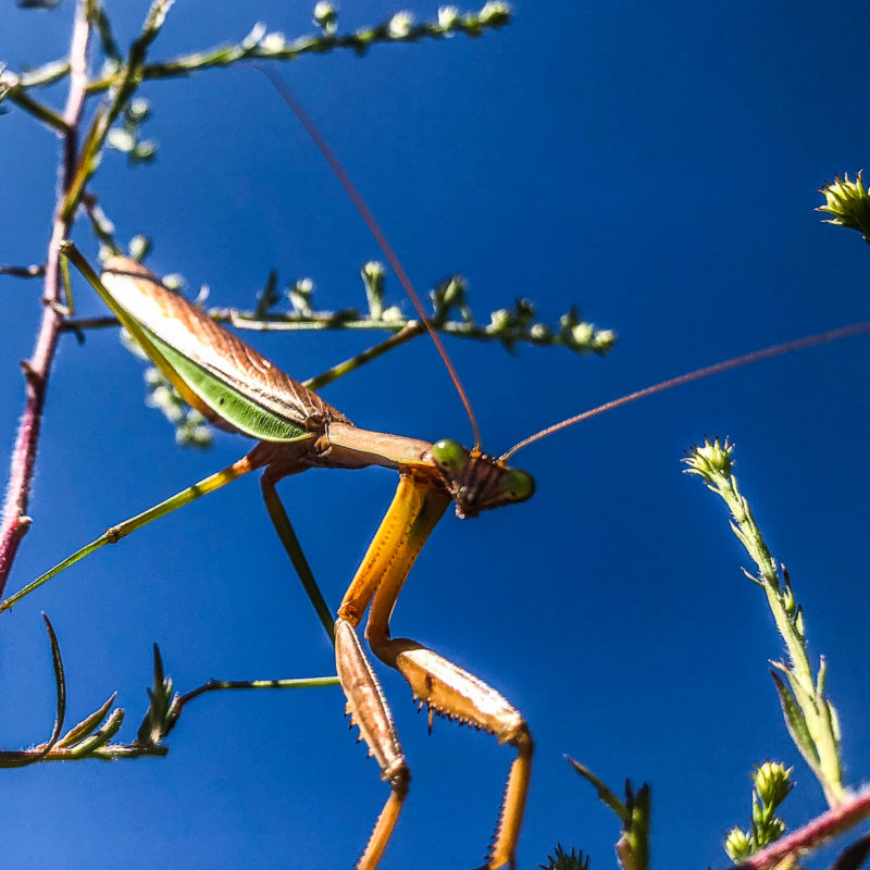 A preying mantis against a blue sky