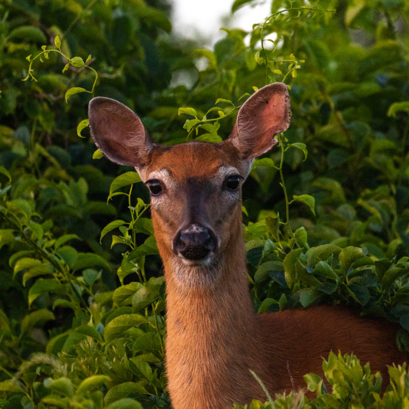 A deer looking directly into the camera