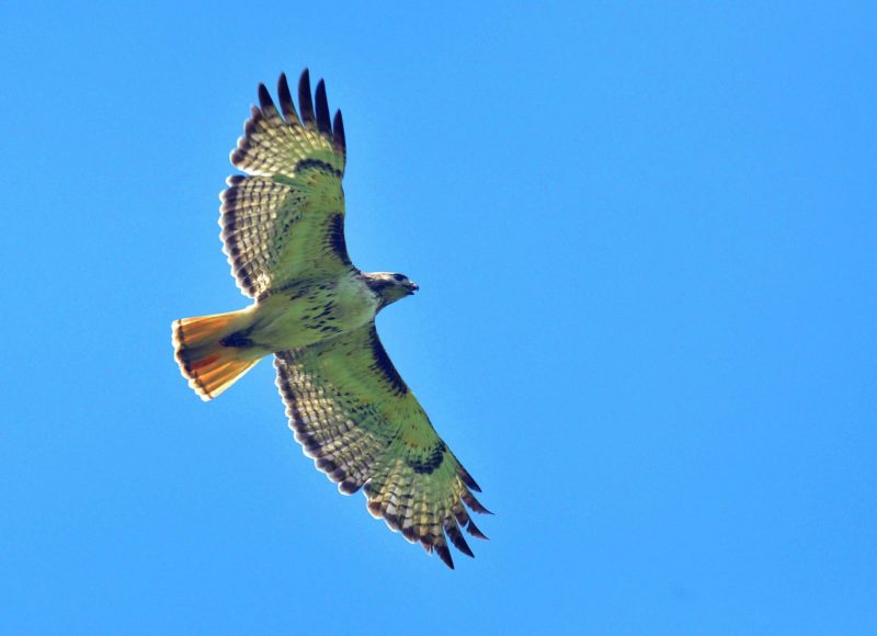 Red-tailed hawk