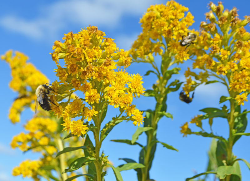 Bumblebees on yellow goldenrod flowers