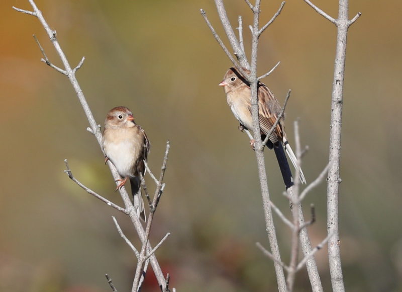 Two field sparrow birds clinging to long reeds