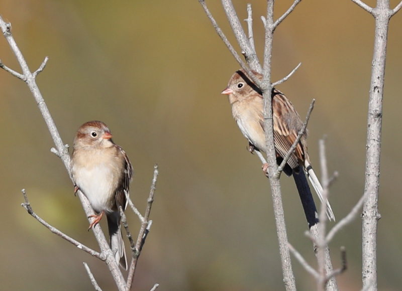 Two field sparrow birds clinging to long reeds