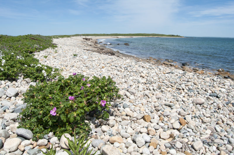 Beach roses growing in the dunes along the rocky piece of the Barges Beach shoreline