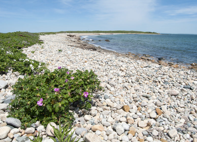 Beach roses growing in the dunes along the rocky piece of the Barges Beach shoreline