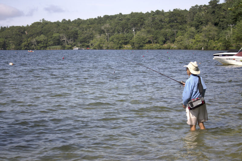 A man casting out a fishing pole wading into the shallows of Great Herring Pond