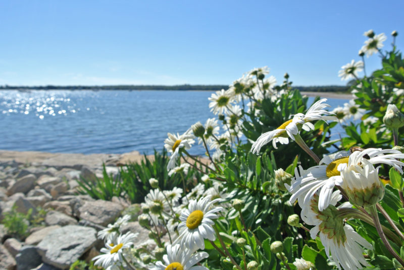 Daisies in front of sparkling Mattapoisett Harbor