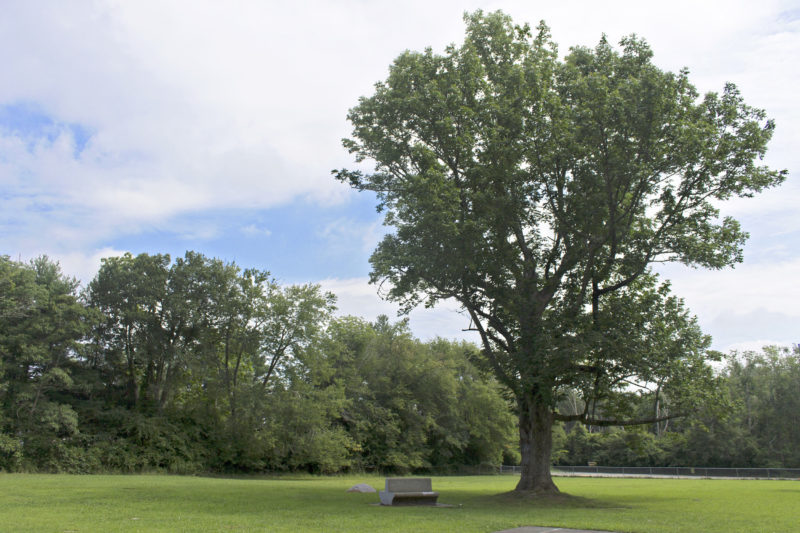 Tall oak tree in a field with a bench at Pulaski Park in New Bedford