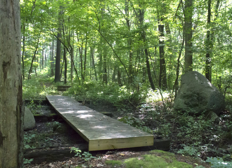 Bog boards beneath bright green leaves on Ross C. Mathieu Nature Trail