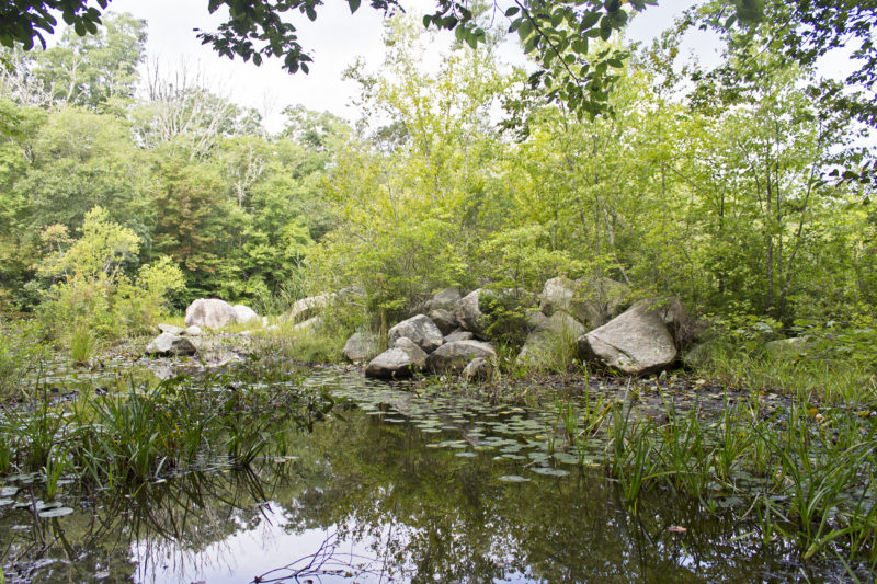 A still, lilypad-filled woodland pond with a rocky island in the center