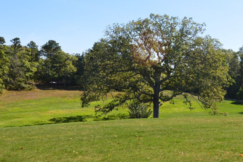 Large tree in the broad fields of Davis-Douglas Conservation Area in Plymouth