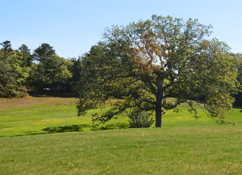Large tree in the broad fields of Davis-Douglas Conservation Area in Plymouth