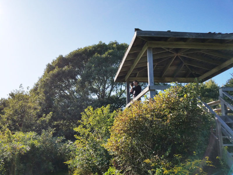 Man taking a photo from the observation platform at P.T. Marvell Preserve in Little Compton.