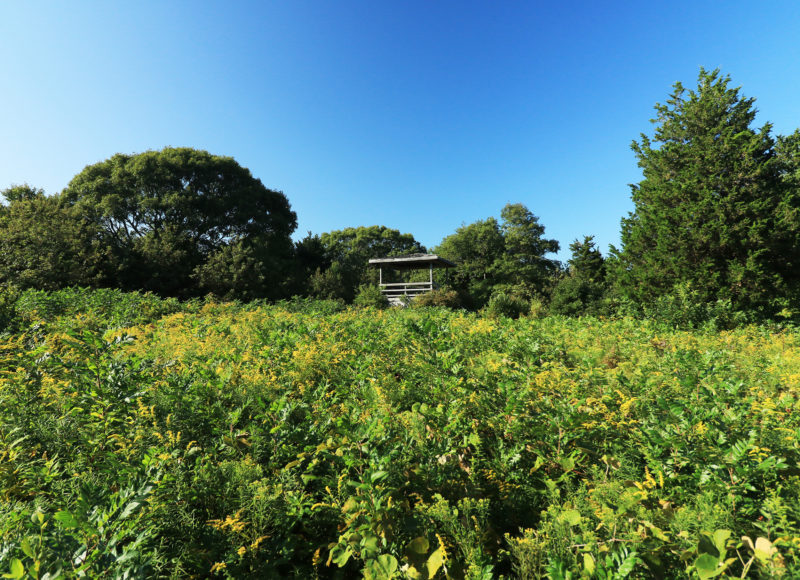 Observation platform behind a field scattered with yellow goldenrod at PT Marvell