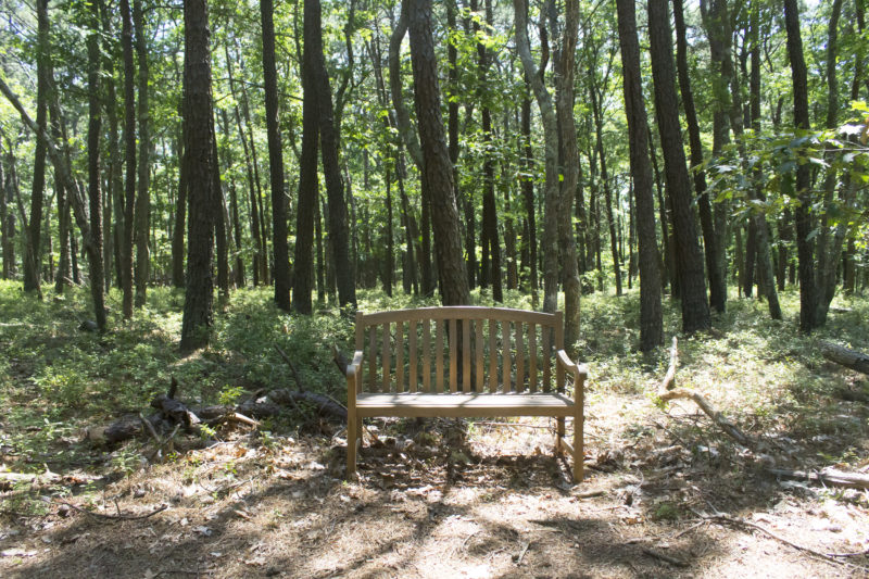 Wooden bench in the sun-dappled West Chop Woods