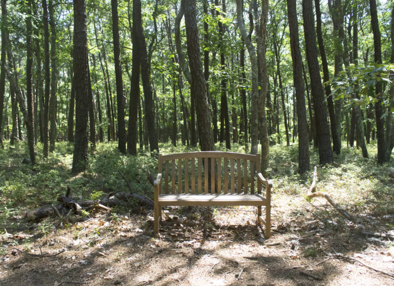 Wooden bench in the sun-dappled West Chop Woods