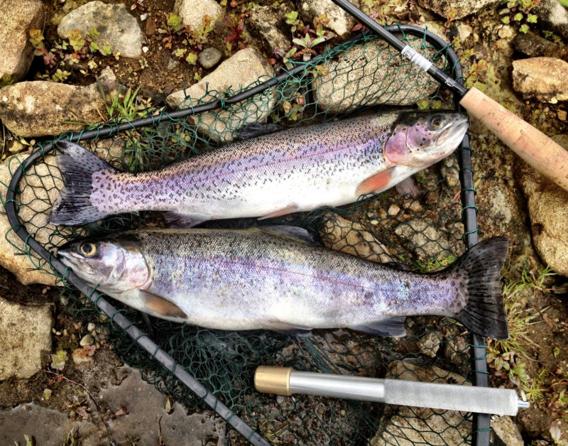 Two rainbow trout in a net on rocks