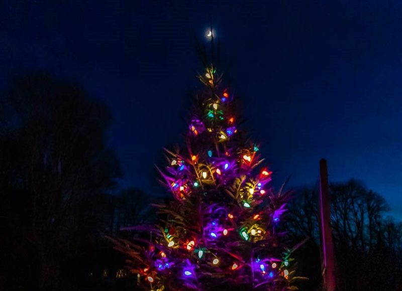 Lit Christmas tree outside in the dark