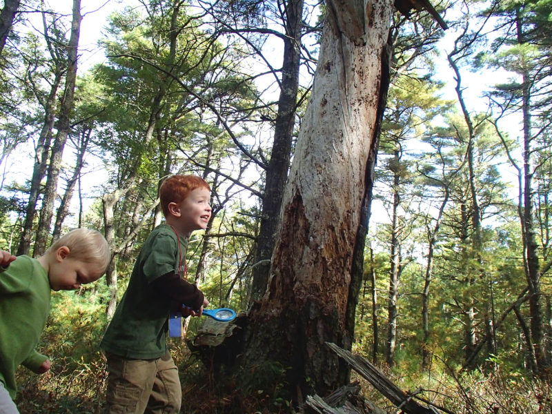 two little boys in the woods at Great Neck Wildlife Sanctuary in Wareham