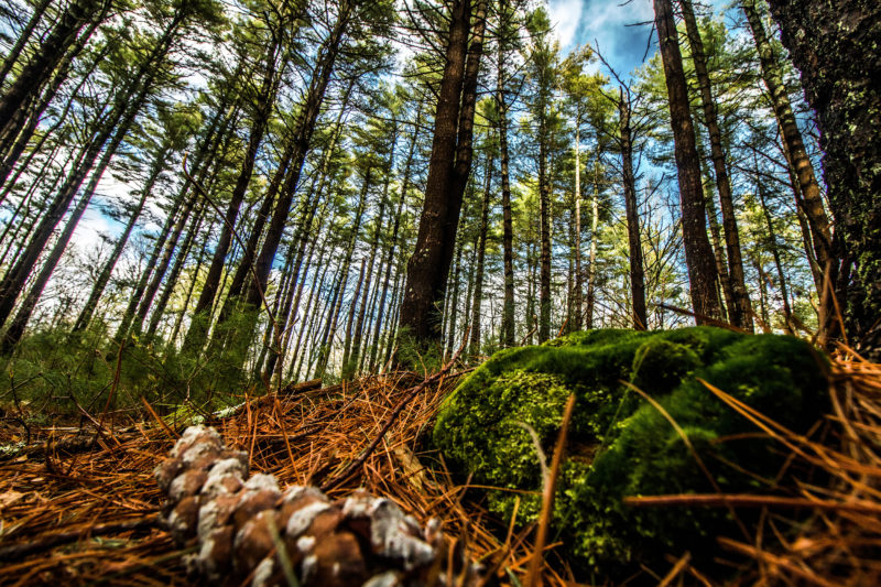 Looking up at the tall white pine trees of Noquochoke Conservation Area in Westport