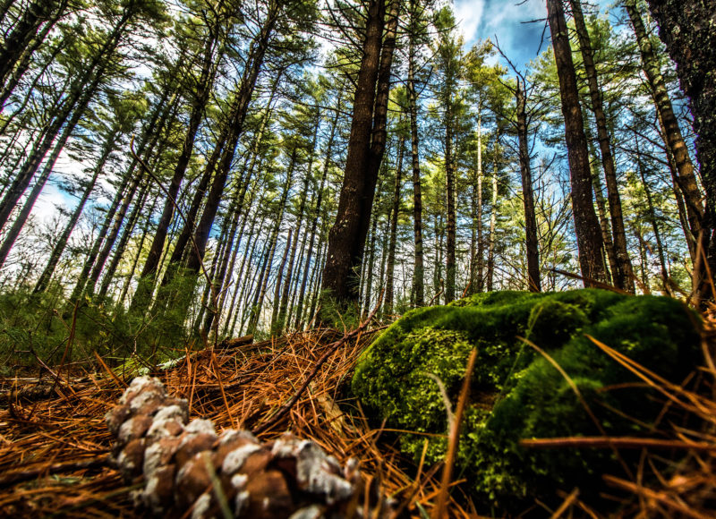 Looking up at the tall white pine trees of Noquochoke Conservation Area in Westport