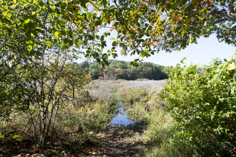 Trees framing the entrance to the kayak launch at Tamarack Park in Lakeville