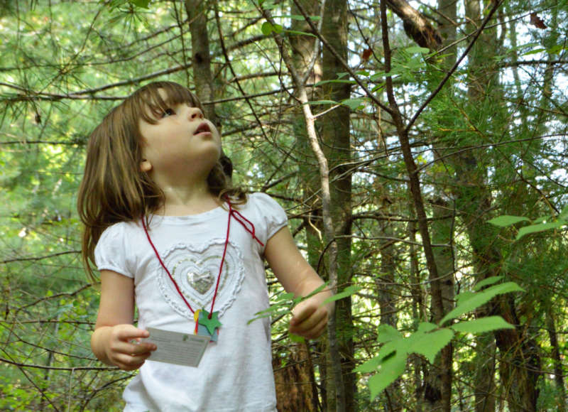 A little girl looks up at a tree in the woods