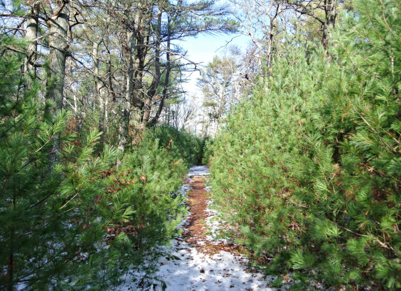 Snow on the trail between pines at Halfway Pond WMA