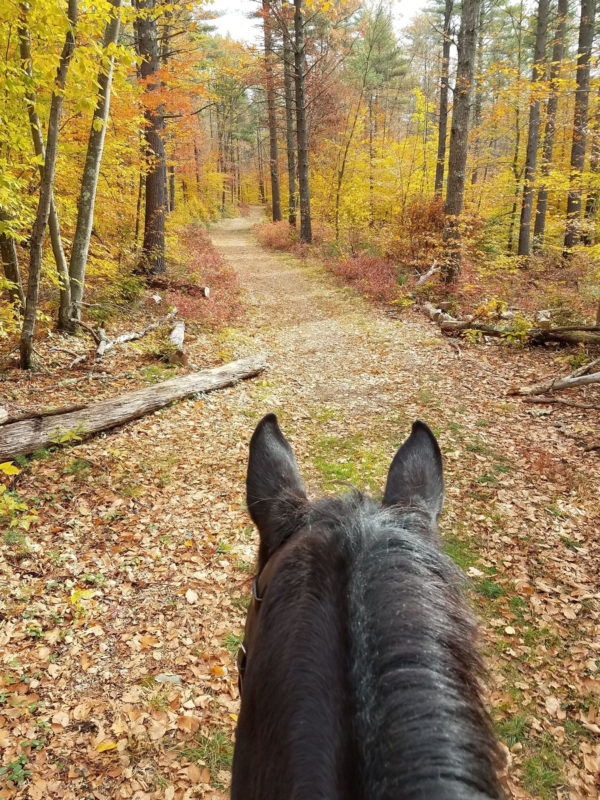 A horse on the trail at Stuart F. Morgan Conservation Area during autumn