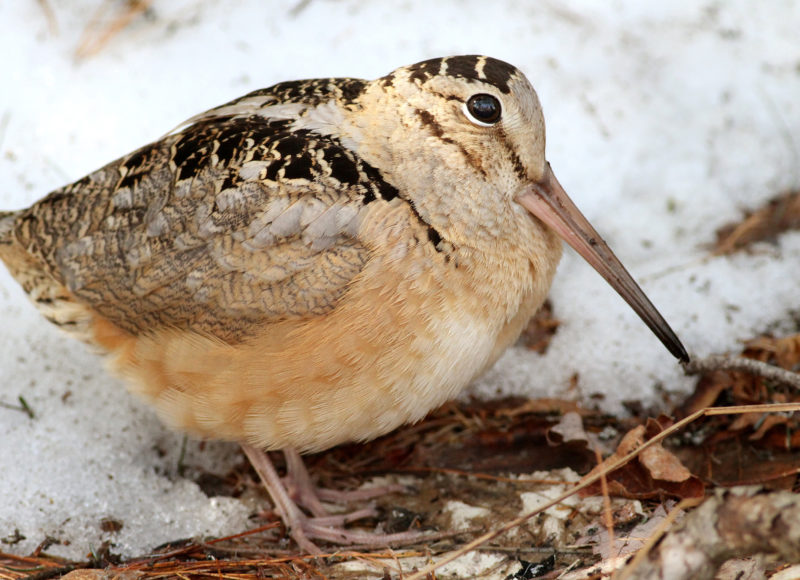 American woodcock with snow in the background