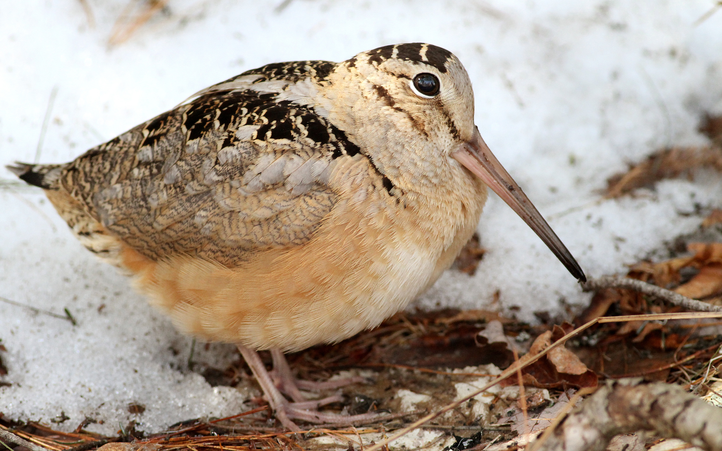 American woodcock with snow in the background