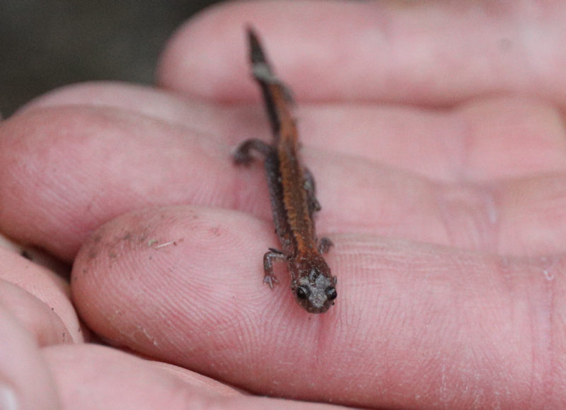 Eastern red-backed salamander from the Sawmill sitting on someone's palm