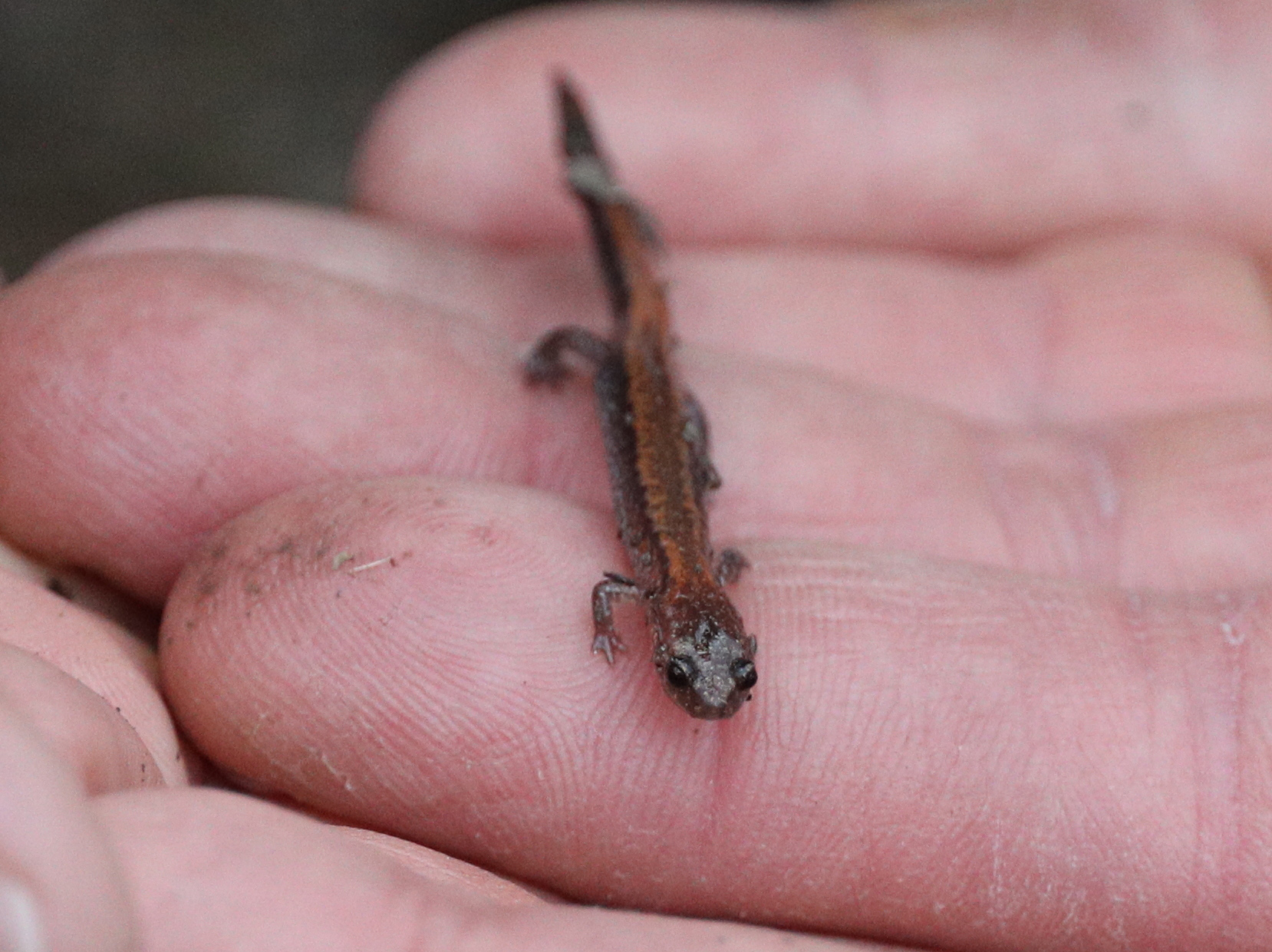 Eastern red-backed salamander from the Sawmill sitting on someone's palm