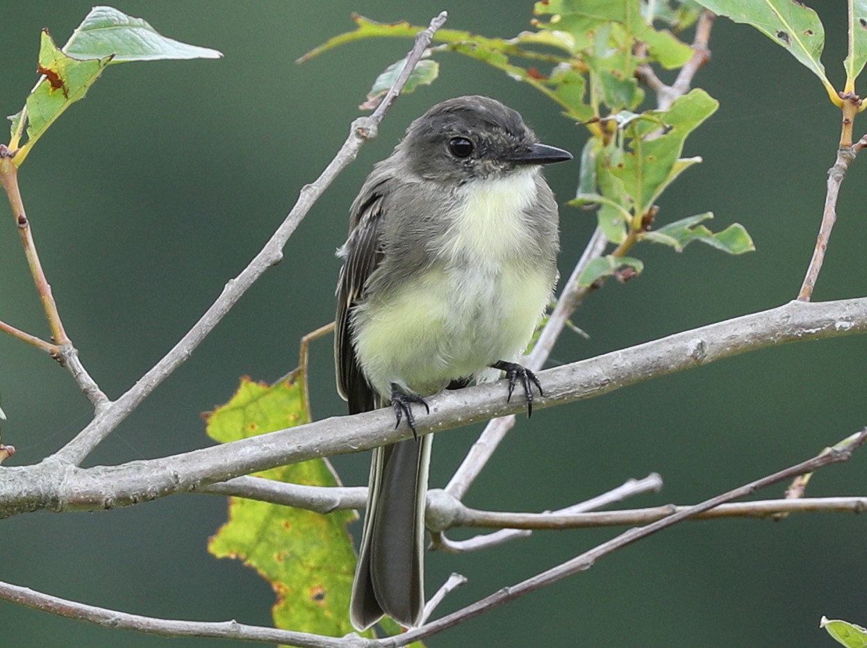 An Eastern phoebe bird sitting on a branch at The Sawmill