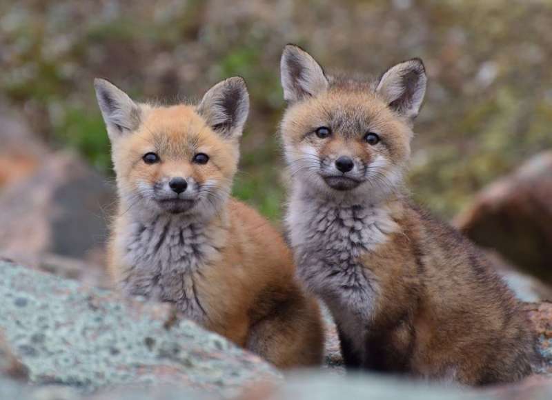 Two fox kits peeking over a rock in Fairhaven