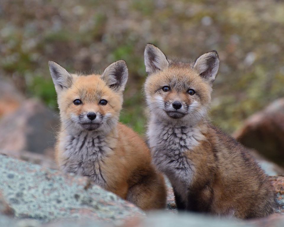 Two fox kits peeking over a rock in Fairhaven