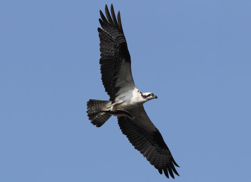 An osprey flying overhead with a fish clutched in its claws