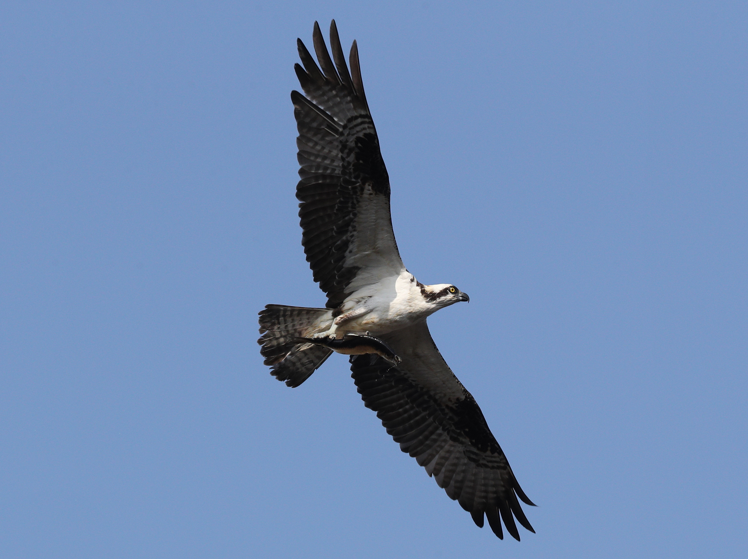 An osprey flying overhead with a fish clutched in its claws