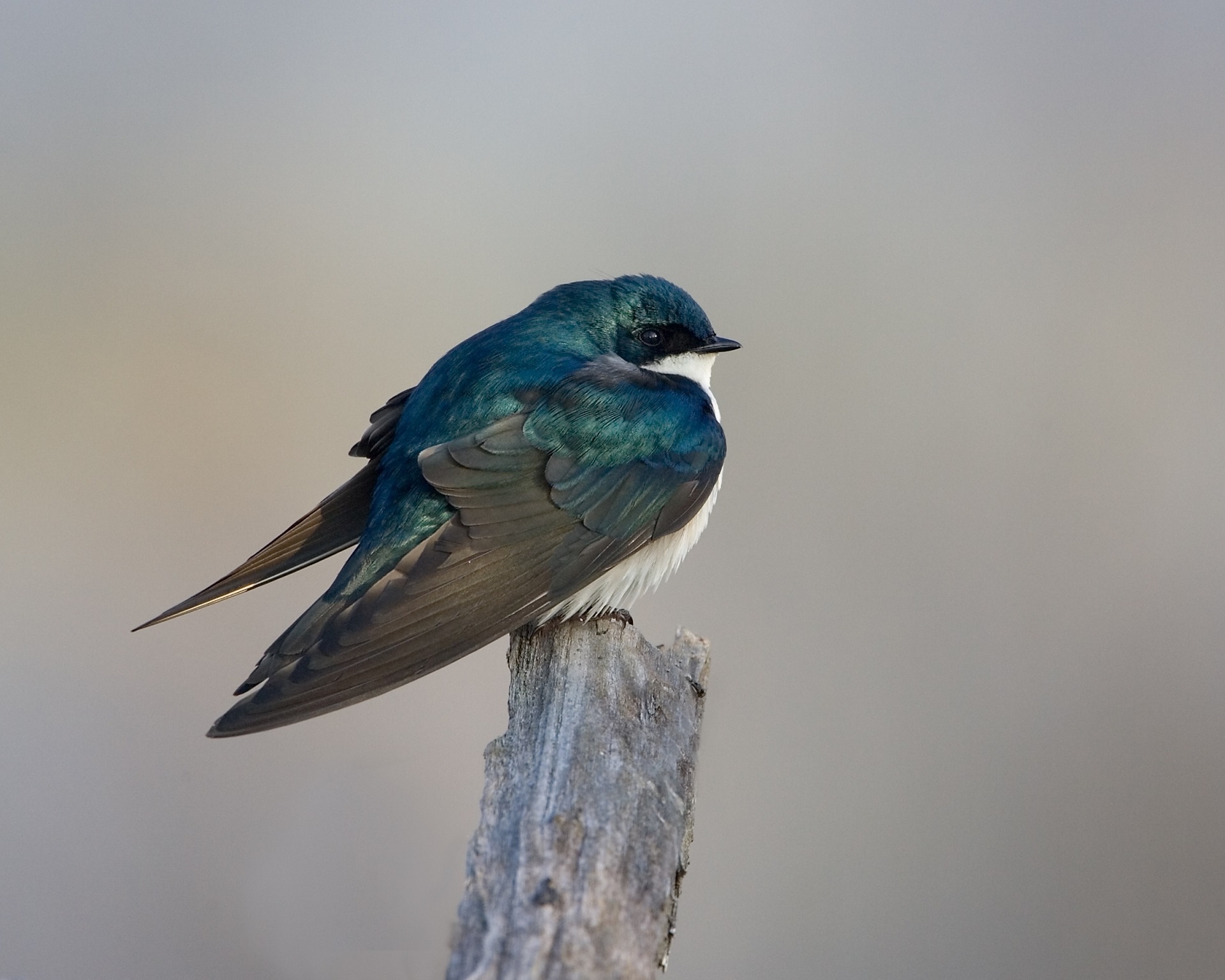 A tree swallow perching on a piece of wood