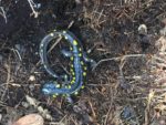 A spotted salamander in the Mattapoisett River Reserve